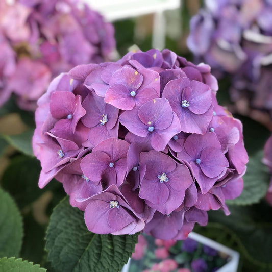 A close-up of vibrant purple Let's Dance Big Band® Bigleaf Hydrangea blooms with delicate petals and blue centers, set among green leaves—an eye-catching reblooming hydrangea from the Bigleaf Hydrangeas family.