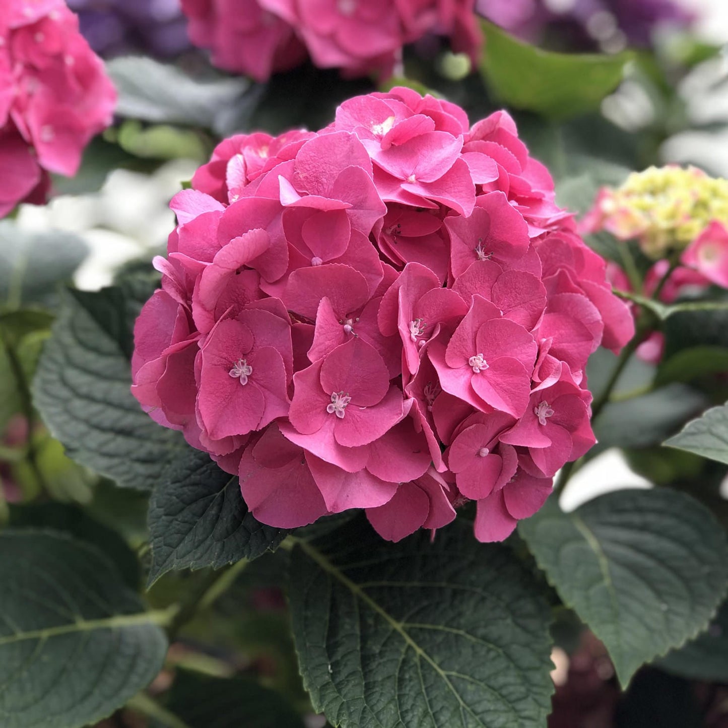 Let's Dance Big Band® Bigleaf Hydrangea - Photo Property of Garden Crossings LLC