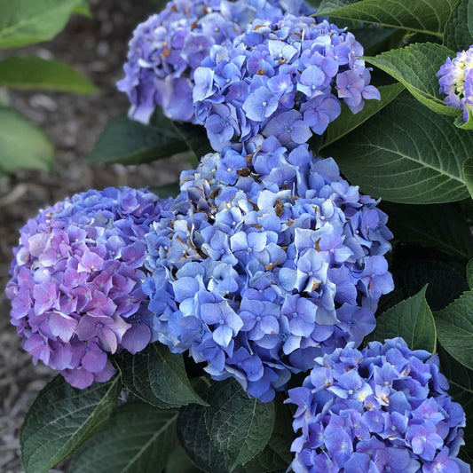 Let's Dance® Blue Jangles® Bigleaf Hydrangea - Photo Property of Garden Crossings LLC