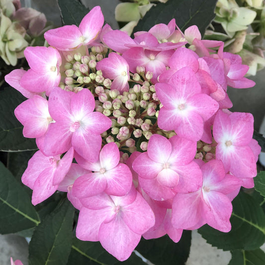 A cluster of vibrant pink Let's Dance Can Do!® Bigleaf Hydrangea flowers with star-shaped petals and green leaves in the background; some central buds remain closed on this reblooming hydrangea. - Photo Property of Garden Crossings LLC