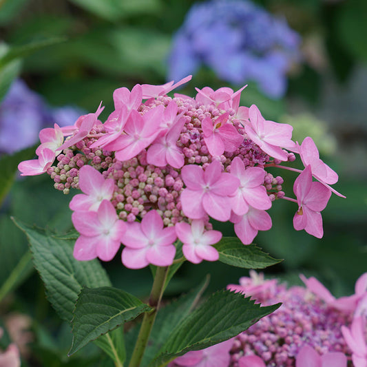 A close-up of a Let's Dance Can Do!® Bigleaf Hydrangea shows pink lace-cap clusters with central buds, framed by green leaves. In the background, a blurred purple hydrangea appears. - Photo Courtesy of Proven Winners, Inc.