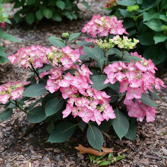 Let’s Dance Hot Stepper™ Bigleaf Hydrangea is a compact shrub with clusters of pink and light green flowers amid dark green leaves, ideal for outdoor mulched garden beds. - Photo Courtesy of Proven Winners, Inc.