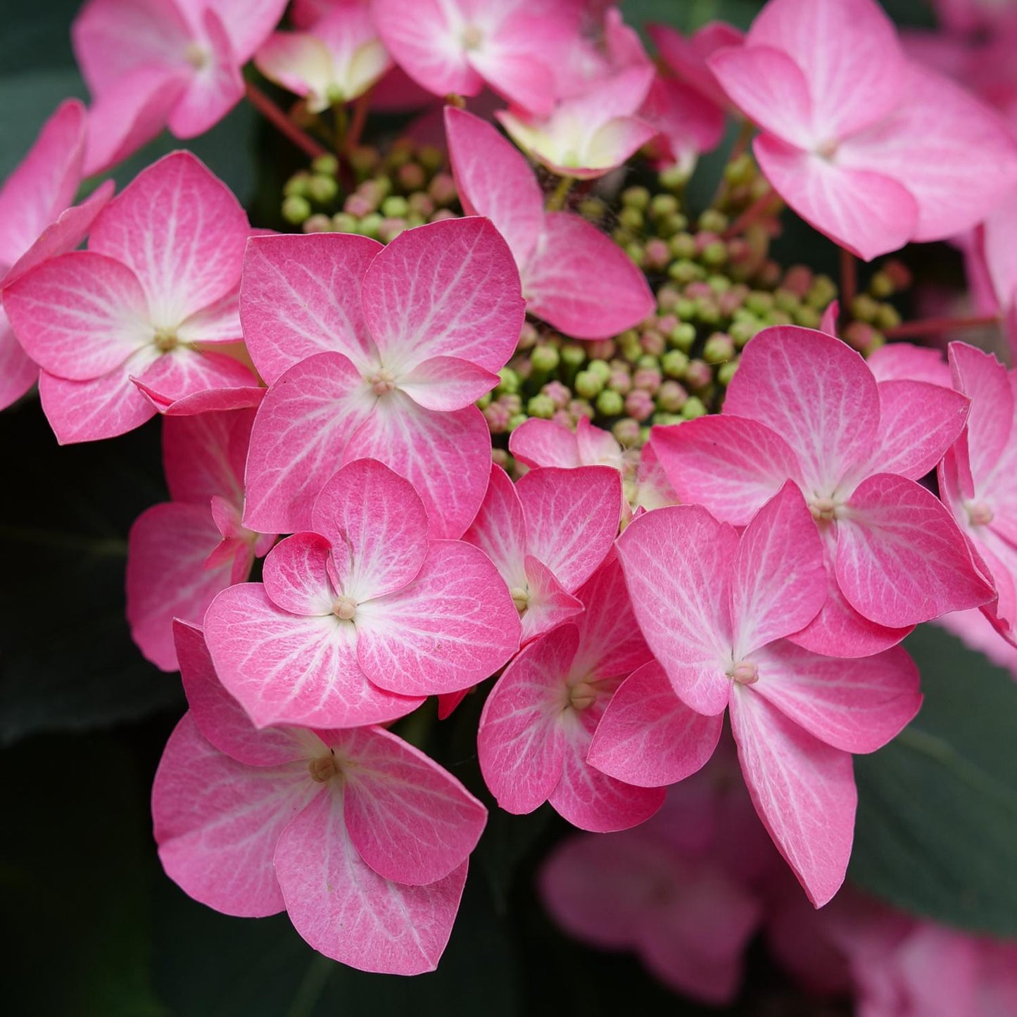 Let’s Dance Hot Stepper™ Bigleaf Hydrangea is a compact shrub with vibrant pink blooms accented by delicate white veins, clustered around green buds and set atop deep green foliage - Photo Courtesy of Proven Winners, Inc.