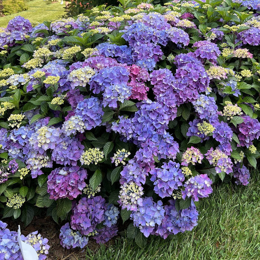 A lush Let's Dance Lovable® Bigleaf Hydrangea blooms by the lawn, displaying clusters of purple, pink, magenta red, and blue flowers among green leaves.