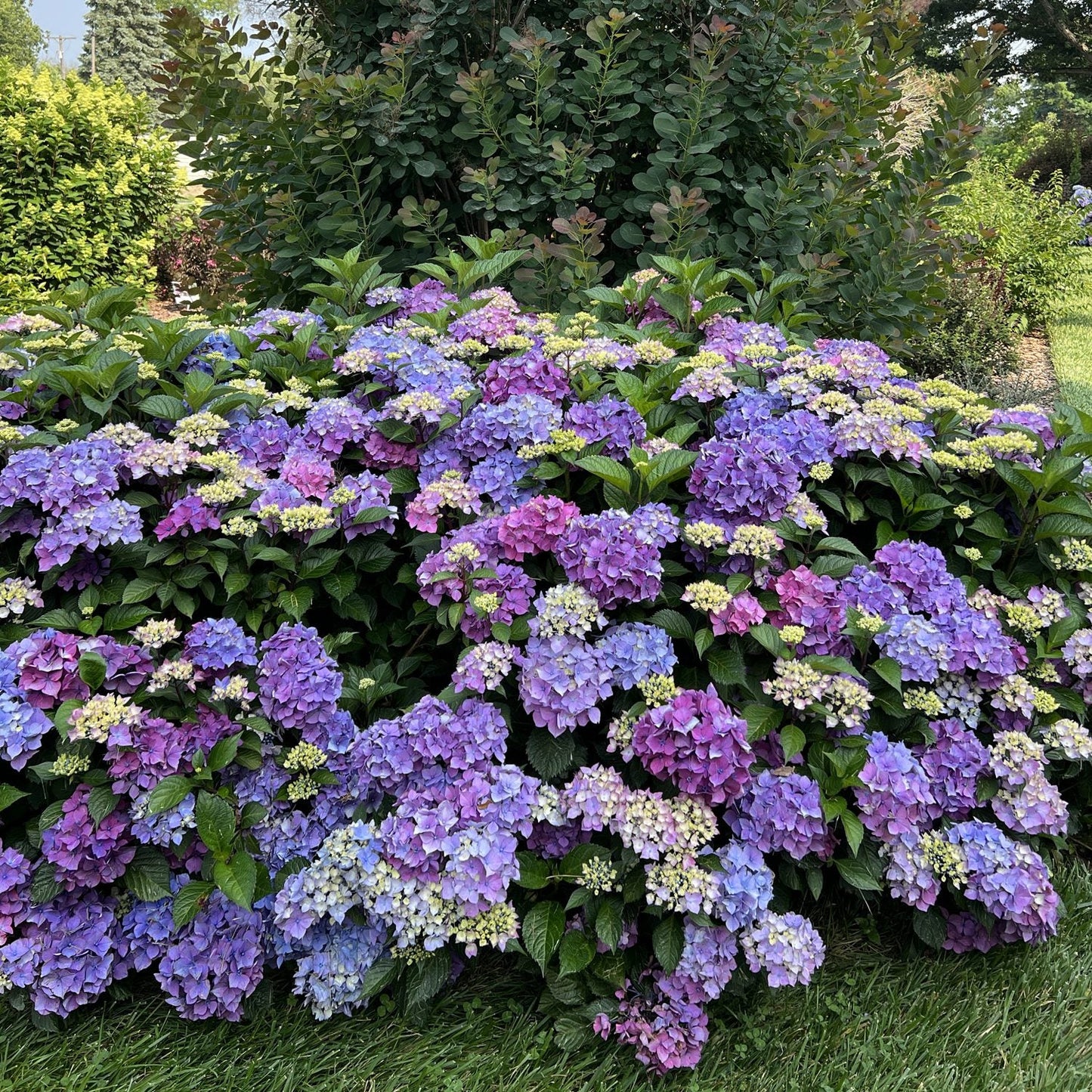A lush bush of Let's Dance Lovable® Bigleaf Hydrangea blooms in vibrant shades of purple, blue, and pink among green leaves, set against taller shrubs and grass - Photo Property of Garden Crossings LLC.