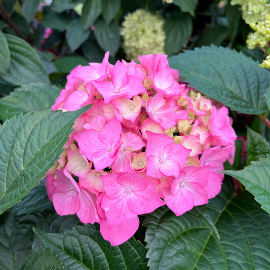 A cluster of vibrant pink Let's Dance Lovable® Bigleaf Hydrangea flowers, a reblooming variety, is surrounded by large, dark green leaves with pale green buds visible in the background.