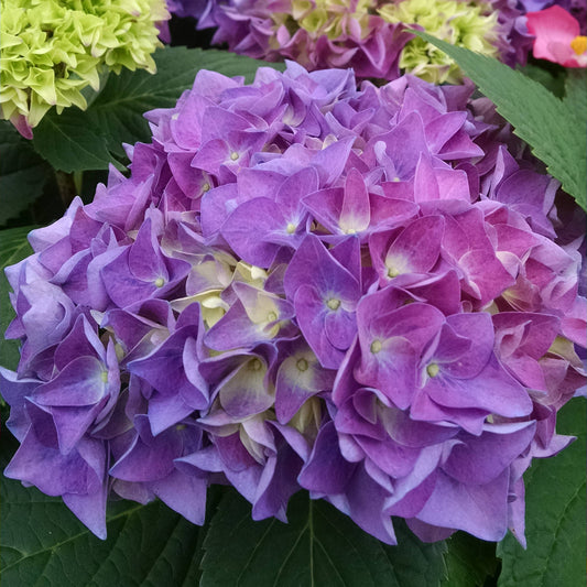 A close-up of a vibrant Let's Dance® Rhythmic Blue® Bigleaf Hydrangea cluster, surrounded by lush green leaves and hints of additional hydrangea blooms in the background. - Photo Property of Garden Crossings LLC