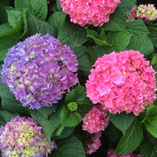 Close-up of Let's Dance® Rhythmic Blue® Bigleaf Hydrangea in full bloom, with large clusters of purple and pink flowers surrounded by lush green leaves. - Photo Property of Garden Crossings LLC