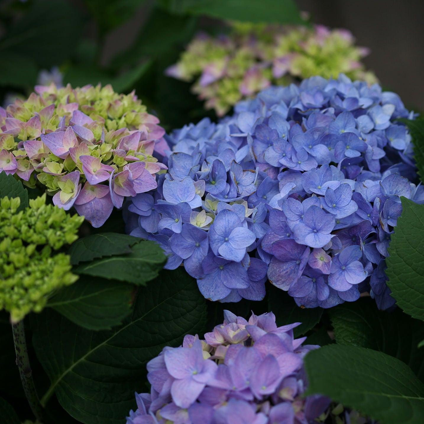Close-up of Let's Dance® Rhythmic Blue® Bigleaf Hydrangea blooms in shades of purple, blue, and pink amid lush green leaves. Some flower clusters are fully open while others remain partially in bud. - Photo Courtesy of Proven Winners, Inc.