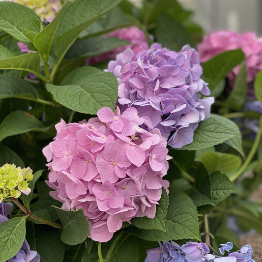 Close-up of Let's Dance Sky View® Bigleaf Hydrangea, a blue-flowering shrub featuring blooms in pink, purple, and light blue amid lush green leaves.
