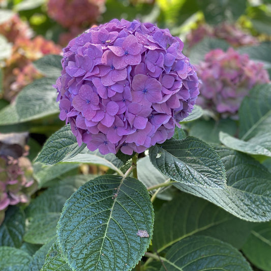 Let's Dance Sky View® Bigleaf Hydrangea - Photo Property of Garden Crossings LLC