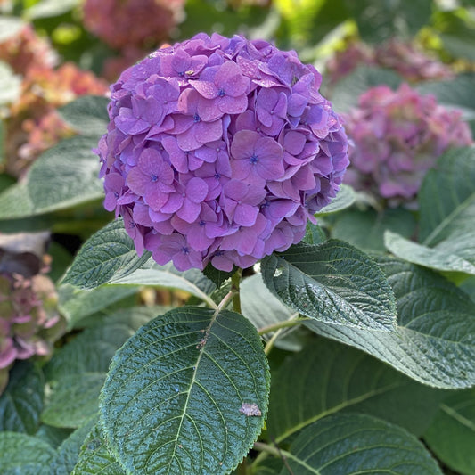 A close-up of a vibrant Let's Dance Sky View® Bigleaf Hydrangea in full bloom, framed by lush green leaves, with other reblooming hydrangeas and foliage softly blurred in the background.