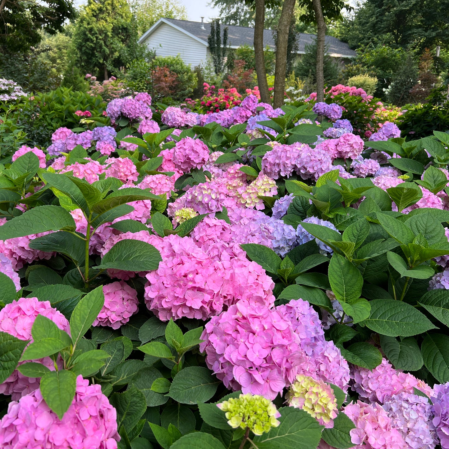 Let's Dance Sky View® Bigleaf Hydrangea - Photo Property of Garden Crossings LLC