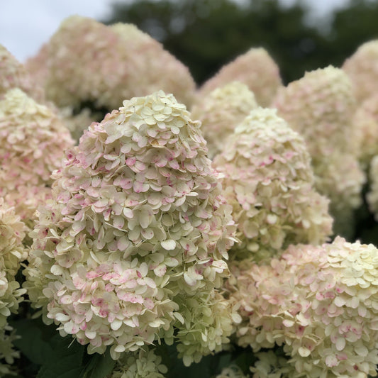 Close-up of several cone-shaped clusters of pale green and cream 'Limelight' Panicle Hydrangea flowers, with soft green leaves and a background of blurred greenery - Photo Property of Garden Crossings LLC.