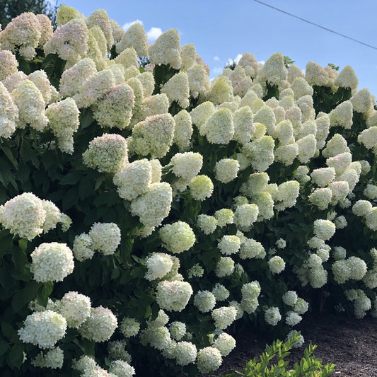 Limelight' Panicle Hydrangea - Photo Property of Garden Crossings LLC