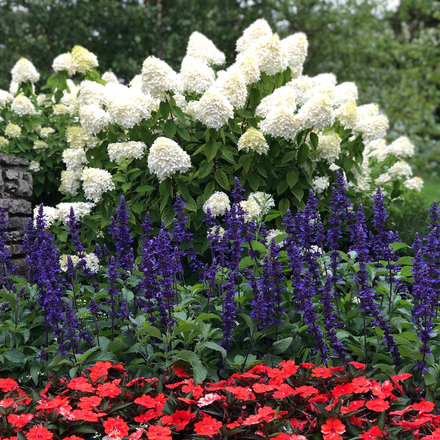 Limelight' Panicle Hydrangea - Photo Property of Garden Crossings LLC