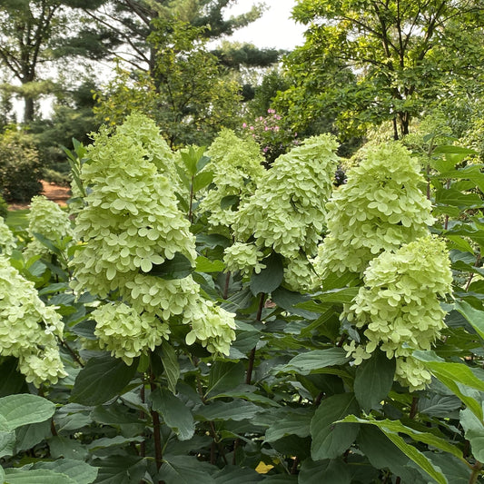 Tall, cone-shaped clusters of pale green Limelight Prime® Panicle Hydrangea flowers bloom among lush leaves in a sunlit garden, making this hardy shrub a standout feature amid trees and other shrubs. - Photo Property of Garden Crossings LLC