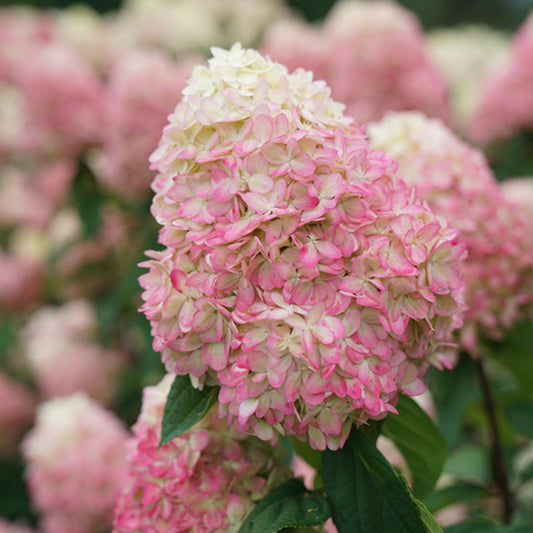 Close-up of a Limelight Prime® Panicle Hydrangea cluster with pink and white blooms and green leaves, set against a backdrop of blurred flowering shrubs. - Photo Courtesy of Proven Winners, Inc.