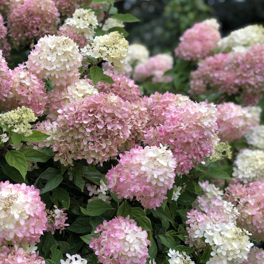 Clusters of large, fluffy Little Lime® Panicle Hydrangea blooms in pink, white, and lime-green stand out among green leaves - Photo Property of Garden Crossings LLC.