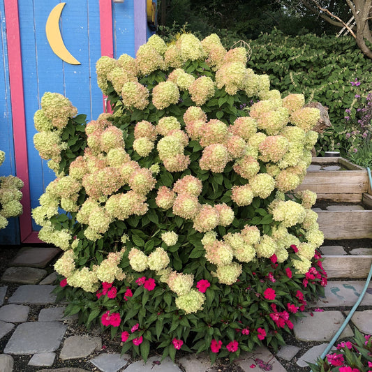 A large Little Lime® Panicle Hydrangea with pale green and cream flowers is surrounded by pink impatiens. Behind it stands a blue wooden structure with a yellow crescent moon, and a paved stone walkway appears in the foreground - Photo Property of Garden Crossings LLC.