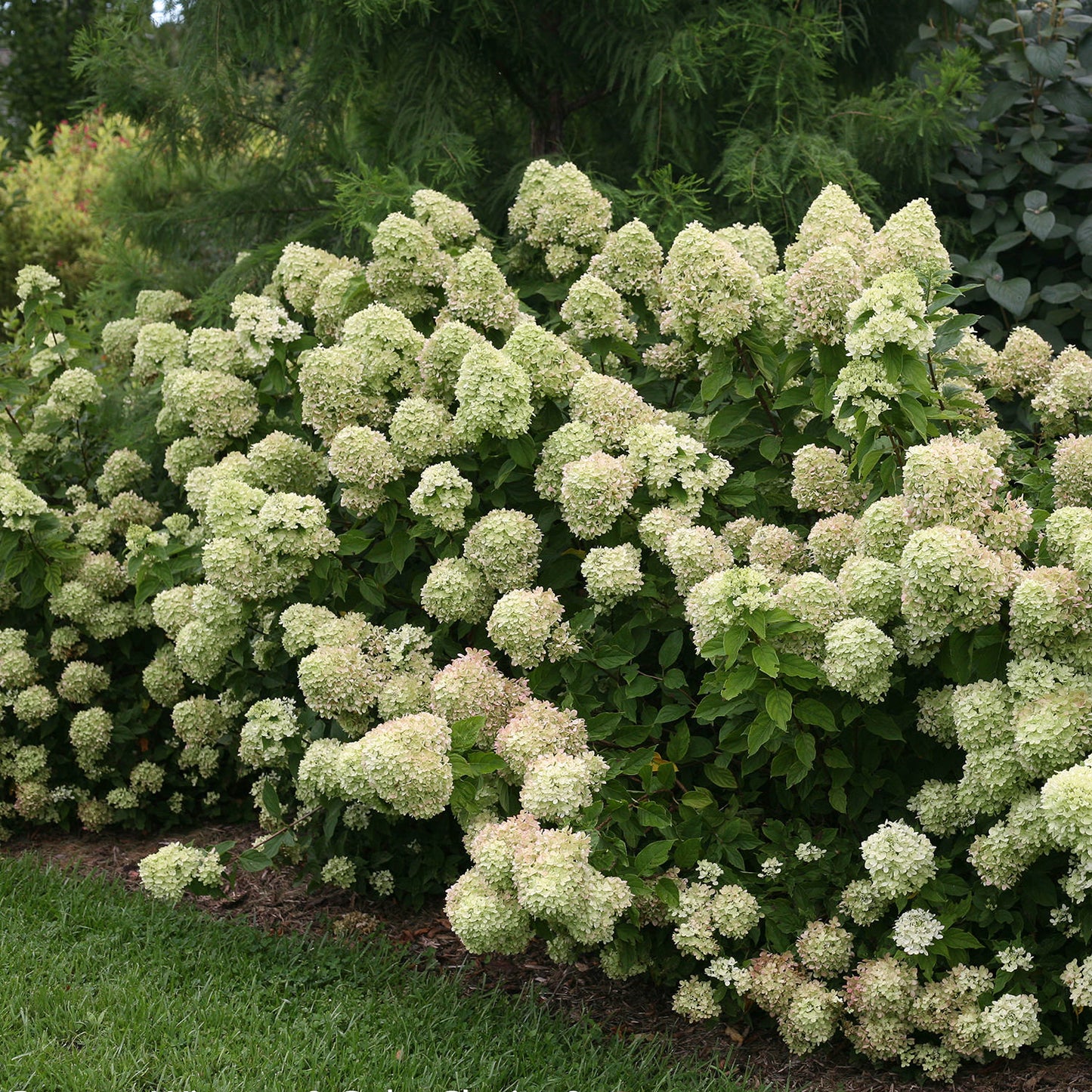 Little Lime® Panicle Hydrangea - Photo Courtesy of Proven Winners, Inc.