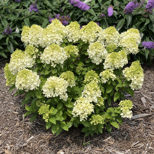 Little Lime Punch® Panicle Hydrangea - Photo Property of Garden Crossings LLC