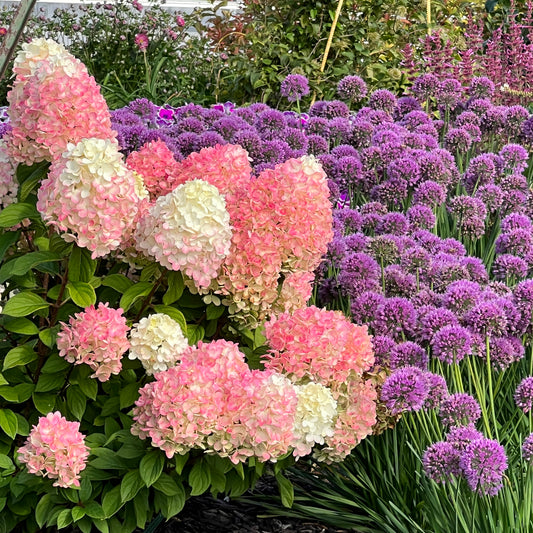 Little Lime Punch® Panicle Hydrangea - Photo Property of Garden Crossings LLC