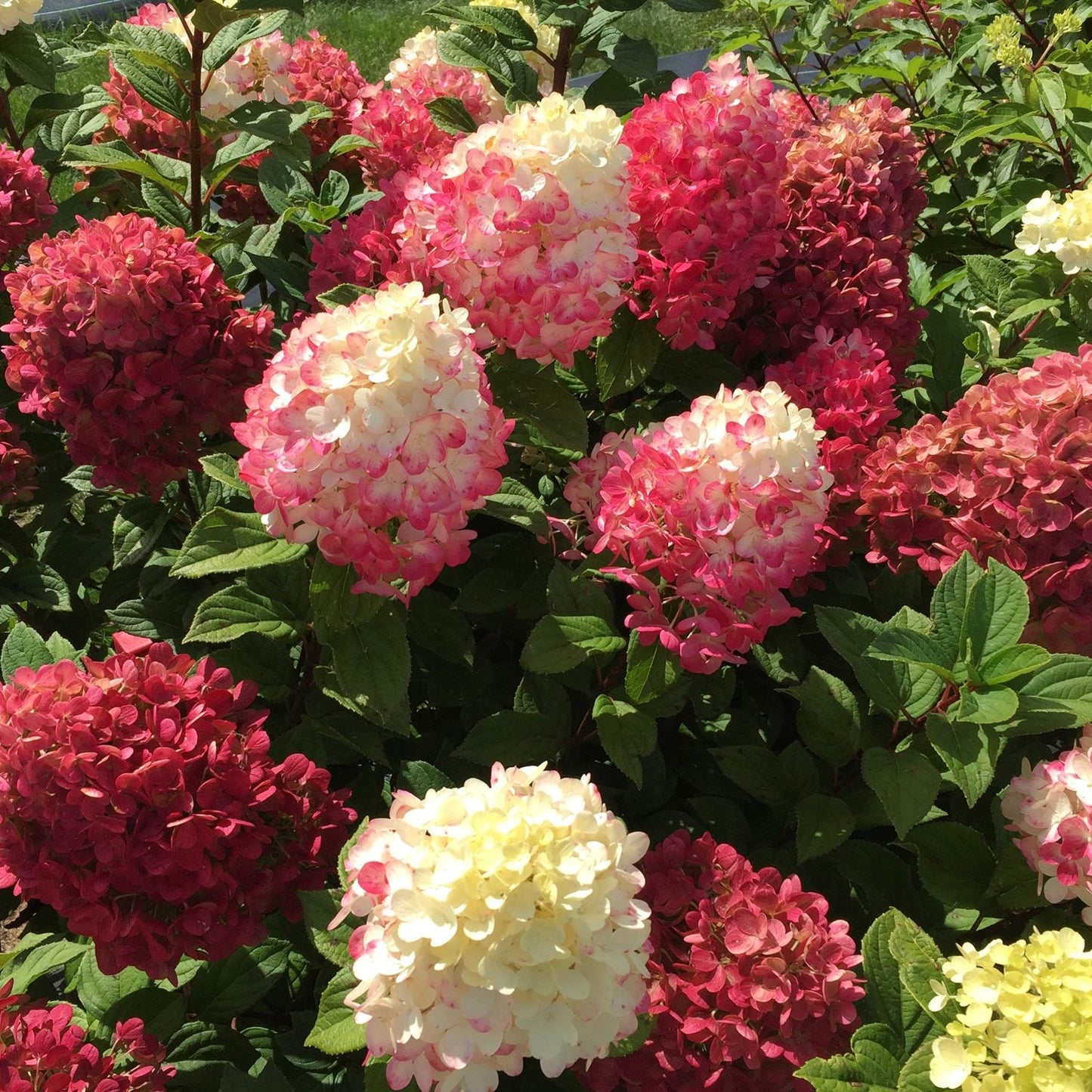 Clusters of Little Lime Punch® Panicle Hydrangea flowers in white, pink, and red bloom on green stems in sunlight, highlighting this hardy hydrangea as a standout flowering shrub - Photo Courtesy of Proven Winners, Inc.