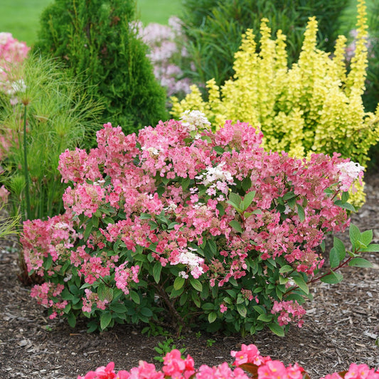 Little Quick Fire® Panicle Hydrangea, a dwarf variety with pink and white flower clusters, is set among green and yellow foliage plants in a garden bed topped with mulch. - Photo Courtesy of Proven Winners, Inc.