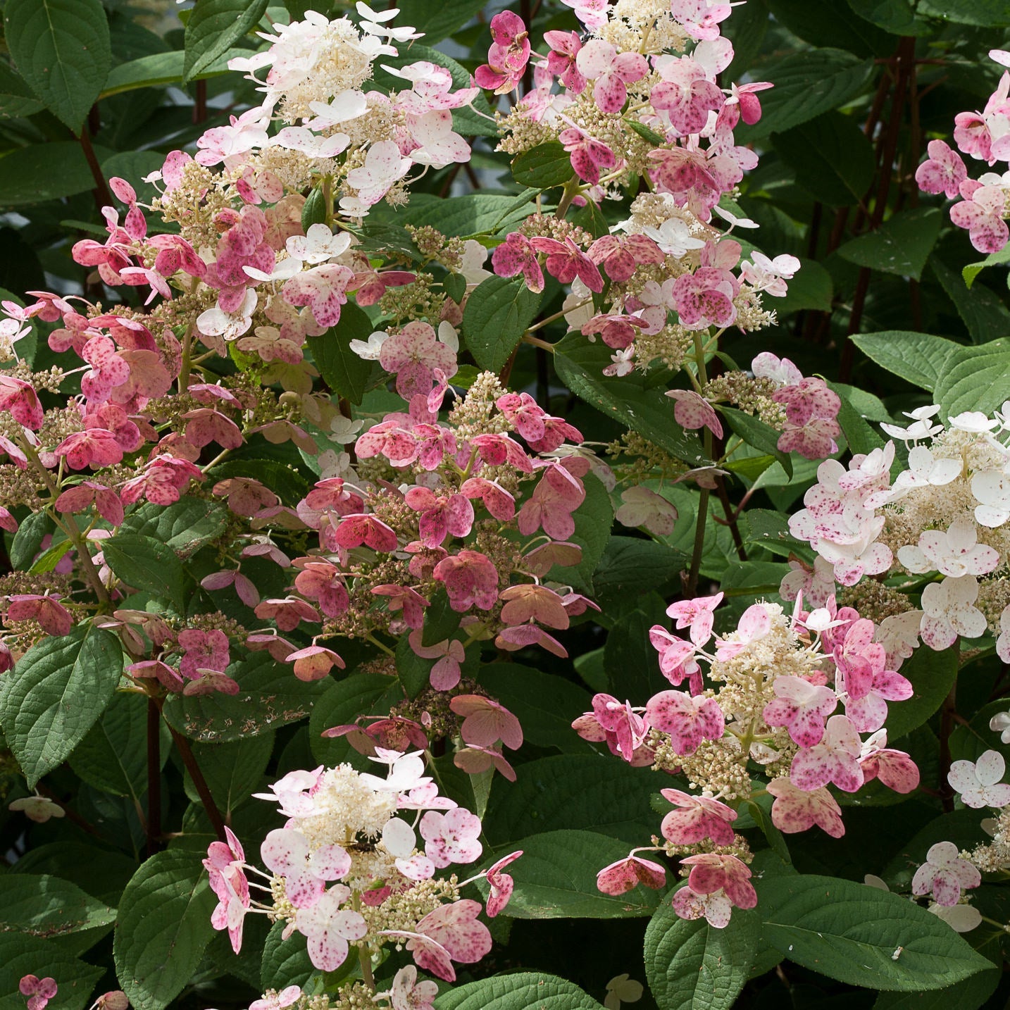 Clusters of Little Quick Fire® Panicle Hydrangea bloom in white, pink, and red against green leaves, making this dwarf variety a stunning flowering shrub. - Photo Courtesy of Proven Winners, Inc.