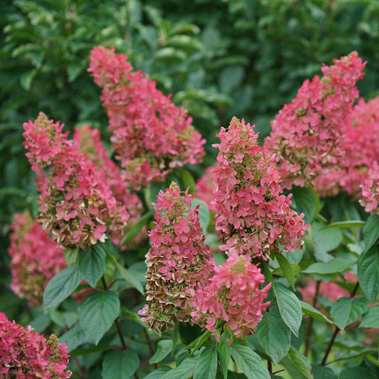 Clusters of vibrant pink blooms and green leaves of the Pinky Winky Prime® Panicle Hydrangea stand out against a blurred green backdrop, highlighting this cold-tolerant garden hydrangea's lush and colorful display. - Photo Courtesy of Proven Winners, Inc.