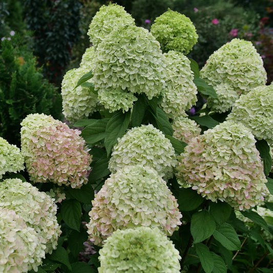 Powerball™ Panicle Hydrangea - Photo Courtesy of Proven Winners, Inc.