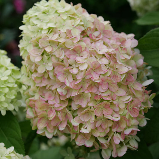 Powerball™ Panicle Hydrangea - Photo Courtesy of Proven Winners, Inc.