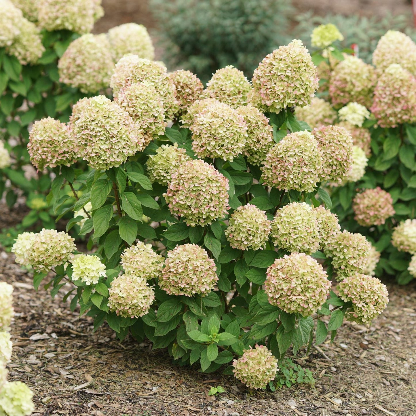 The Powerball™ Panicle Hydrangea is a hardy bush featuring large, round clusters of pale green and pinkish flowers, beautifully growing in a mulched garden bed alongside other plants. - Photo Courtesy of Proven Winners, Inc.