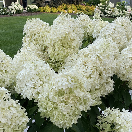 Large, white Puffer Fish® Panicle Hydrangea flowers in full bloom with green leaves, set in a landscaped garden with other flowering shrubs, green grass, and neatly trimmed bushes in the background - Photo Property of Garden Crossings LLC.