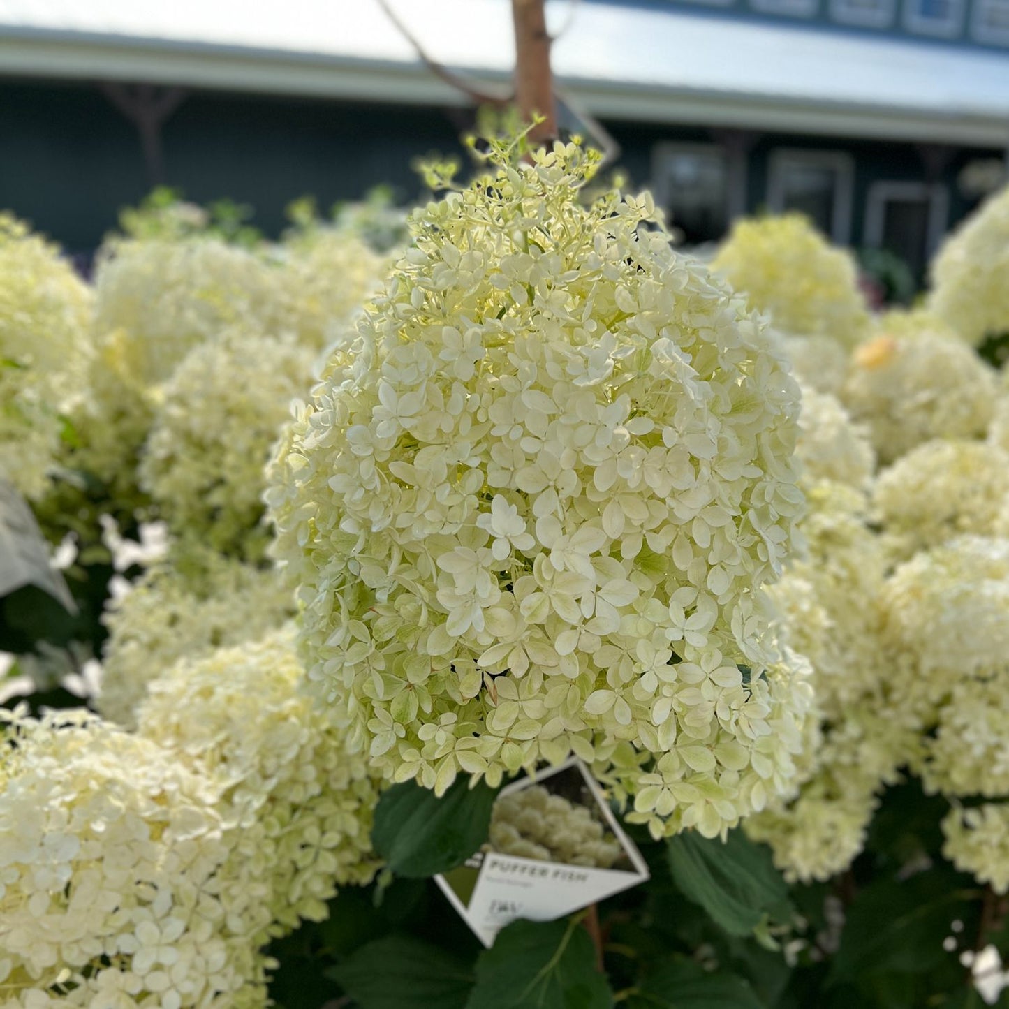 Puffer Fish® Panicle Hydrangea - Photo Property of Garden Crossings LLC