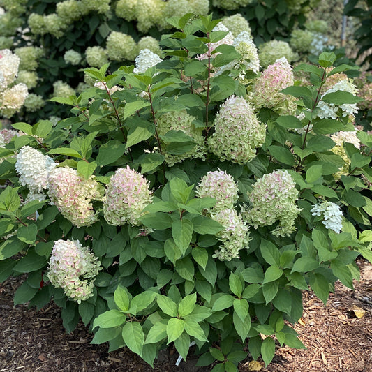 Top-view of Quick Fire Fab® Panicle Hydrangea is a lush shrub with large, cone-shaped clusters of pale pink and white flowers among green leaves in a mulched bed, with other blooming Quick Fire Fab® Panicle Hydrangeas in the background - Photo Property of Garden Crossings LLC.