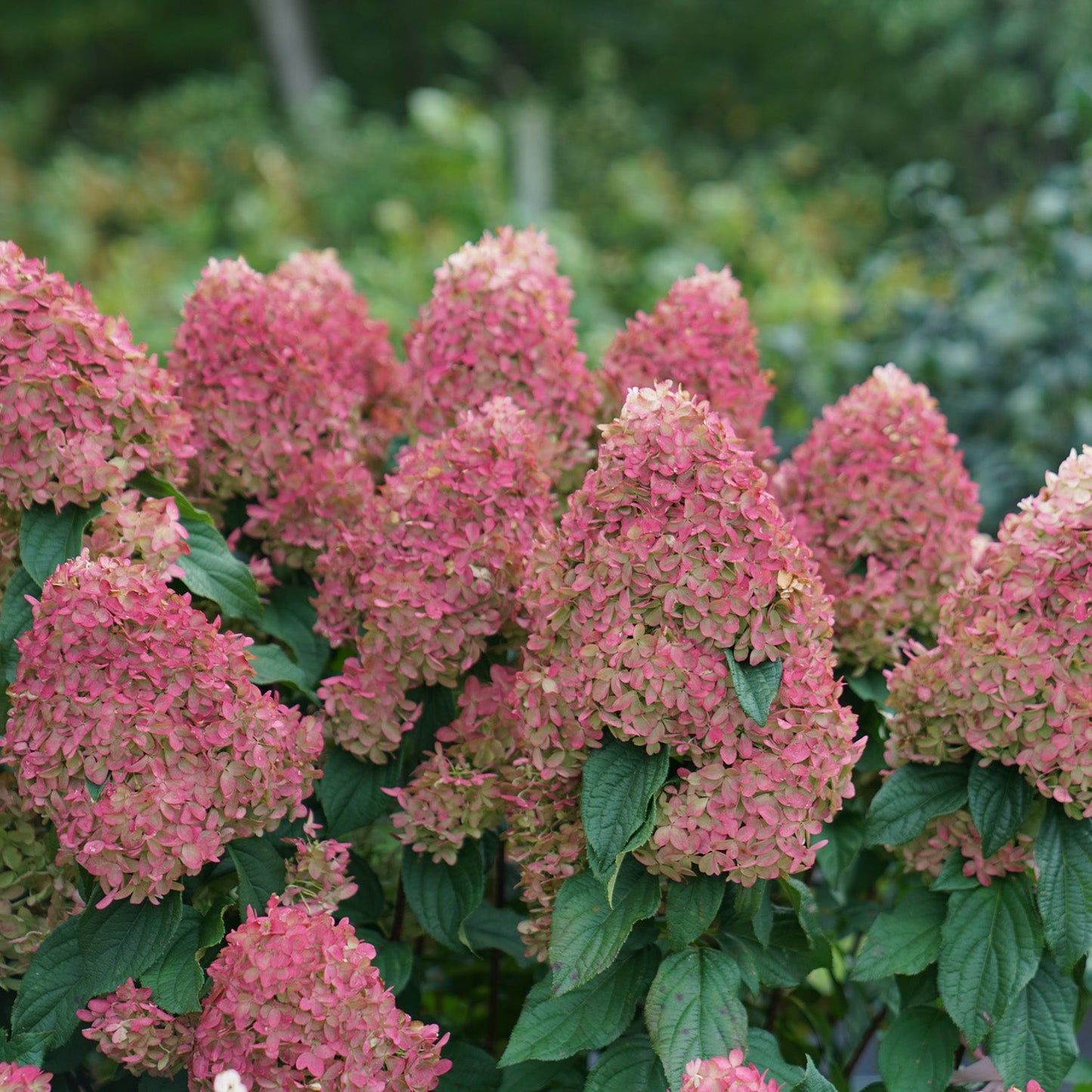 Clusters of pink Quick Fire Fab® Panicle Hydrangea flowers and green leaves grow closely together in a vibrant garden, with a blurred green background showcasing this beautiful flowering shrub - Photo Courtesy of Proven Winners, Inc.