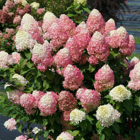Quick Fire Fab® Panicle Hydrangea features cone-shaped flower clusters in white, pale pink, and light green, surrounded by green foliage and similar flowering shrubs in the background - Photo Courtesy of Proven Winners, Inc.