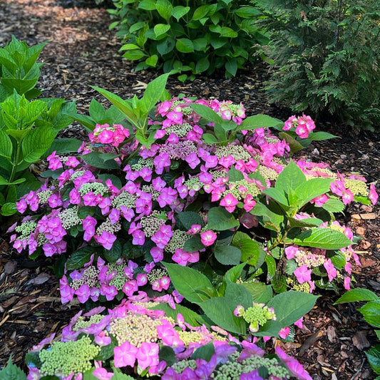Tuff Stuff Top Fun® Mountian Hydrangea - Photo Property of Garden Crossings LLC