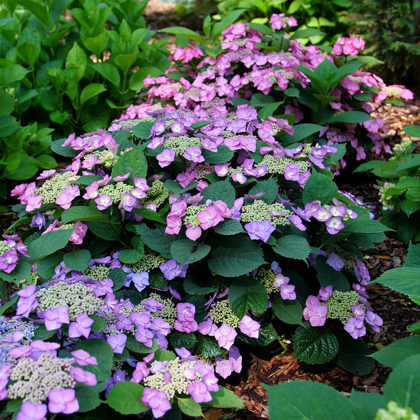 Tuff Stuff Top Fun® Mountian Hydrangea - Photo Courtesy of Proven Winners, Inc.