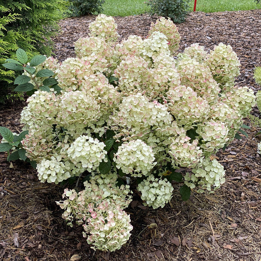 Tiny Quick Fire® Panicle Hydrangea - Photo Property of Garden Crossings LLC