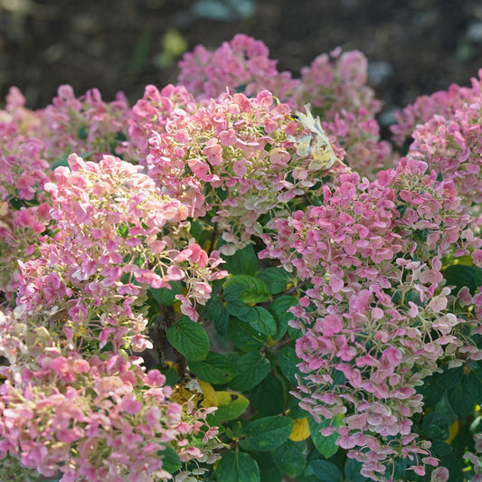Tiny Quick Fire® Panicle Hydrangea - Photo Courtesy of Proven Winners, Inc.