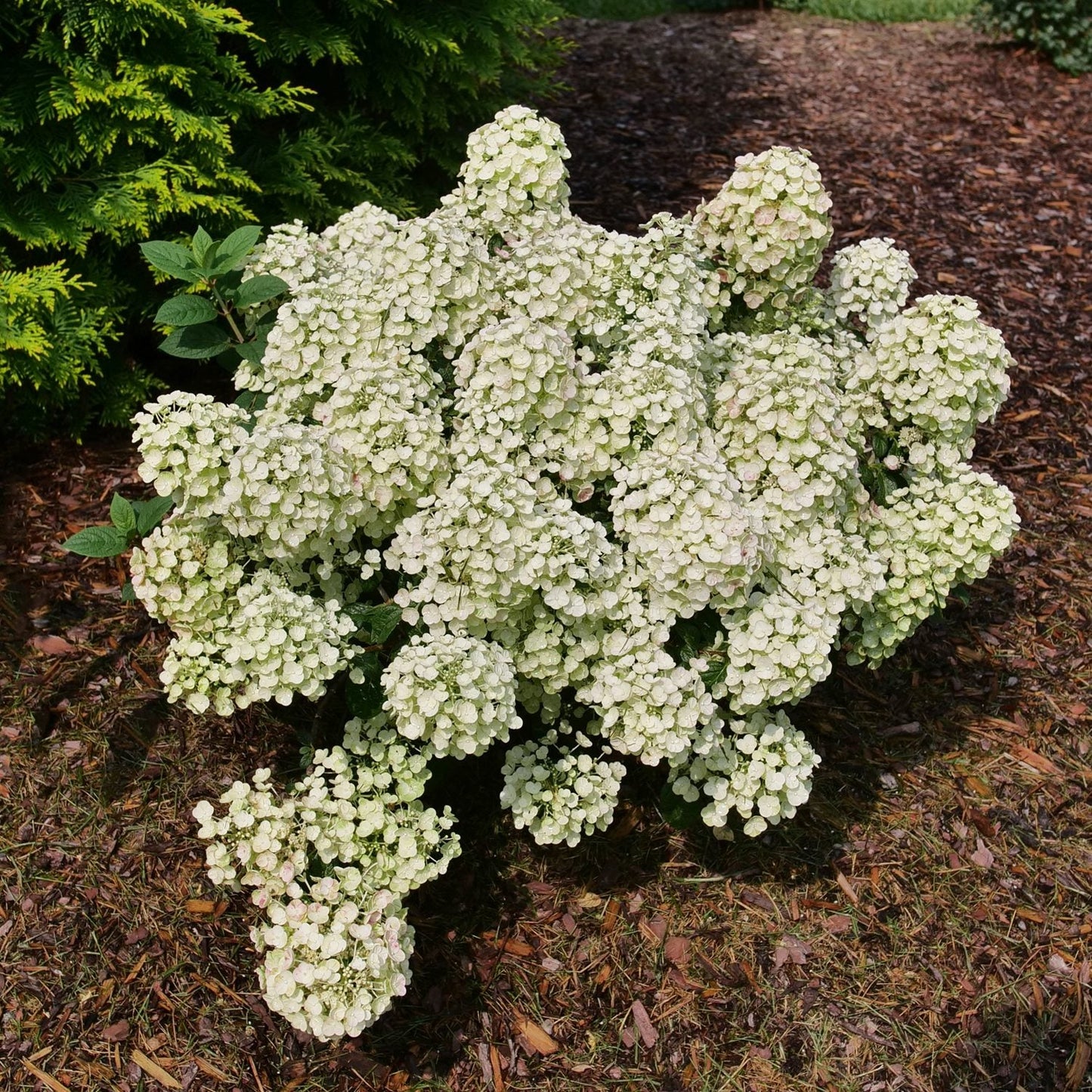 Top-down view of a large flowering stunning Tiny Quick Fire® Panicle Hydrangeashrub with clusters of white blooms among green foliage in a garden setting - Photo Courtesy of Proven Winners, Inc.