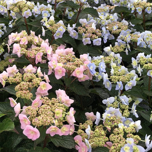 Tiny Tuff Stuff™ Mountian Hydrangea - Photo Property of Garden Crossings LLC