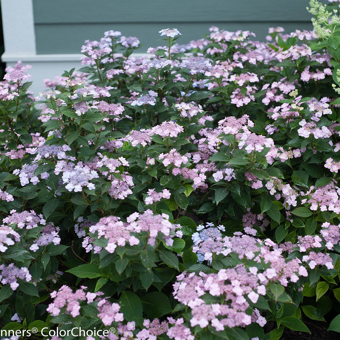 A lush cluster of Tiny Tuff Stuff™ Mountain Hydrangea with broad green leaves and delicate light purple and pink lacecap blooms flourishes outdoors beside a building with light blue siding. - Photo Courtesy of Proven Winners, Inc.