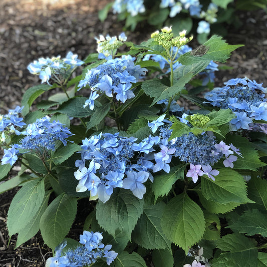 Tuff Stuff Ah -Ha® Mountian Hydrangea - Photo Property of Garden Crossings LLC