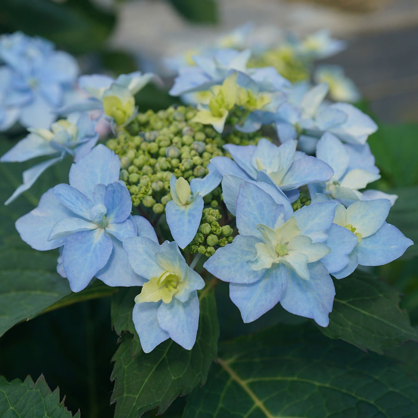 Close-up of light blue Tuff Stuff Ah-Ha® Mountain Hydrangea flowers with pale yellow centers and green buds, set against a background of green leaves. - Photo Courtesy of Proven Winners, Inc.