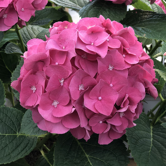 Wee Bit Giddy® Bigleaf Hydrangea - Photo Property of Garden Crossings LLC