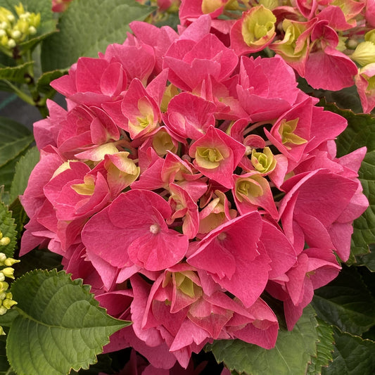 Close-up of a vibrant Wee Bit Giddy® Bigleaf Hydrangea in full bloom, featuring bright pink flowers surrounded by green leaves and small yellow-green buds.